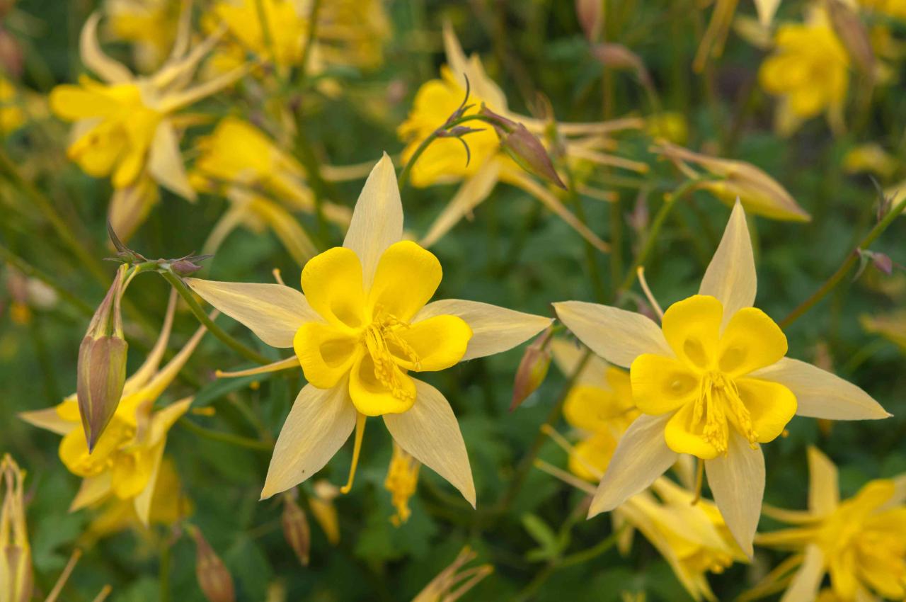 How to Revitalize Your Columbine Plants for Stunning Results