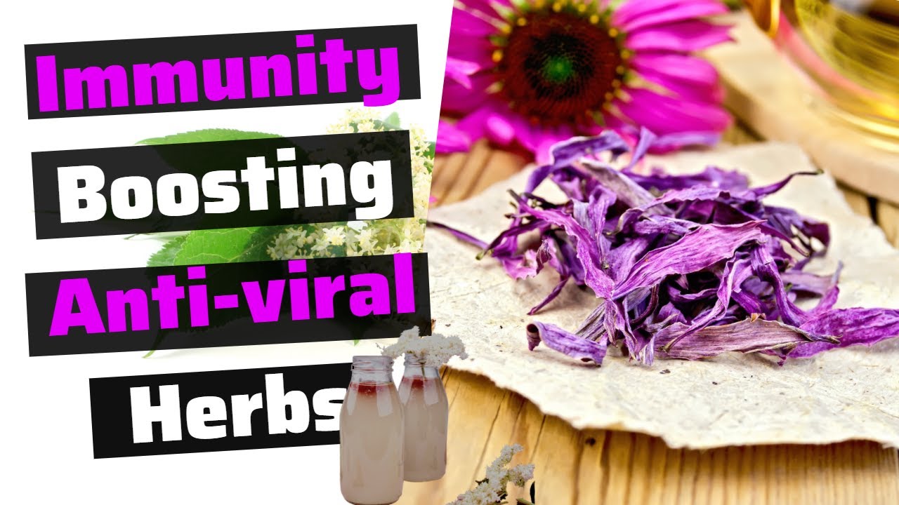 How to Use Biota Herb to Boost Your Natural Immunity